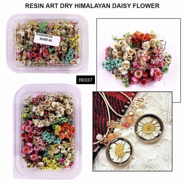 RE037 RESIN ART DRY HIMALAYAN DAISY FLOWER
